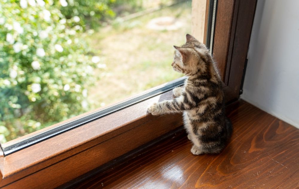 Gattino guarda fuori