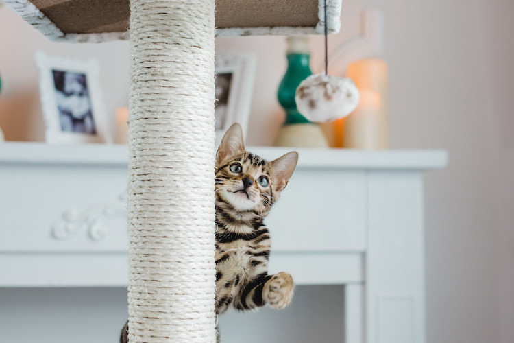 jeux et arbre à chat