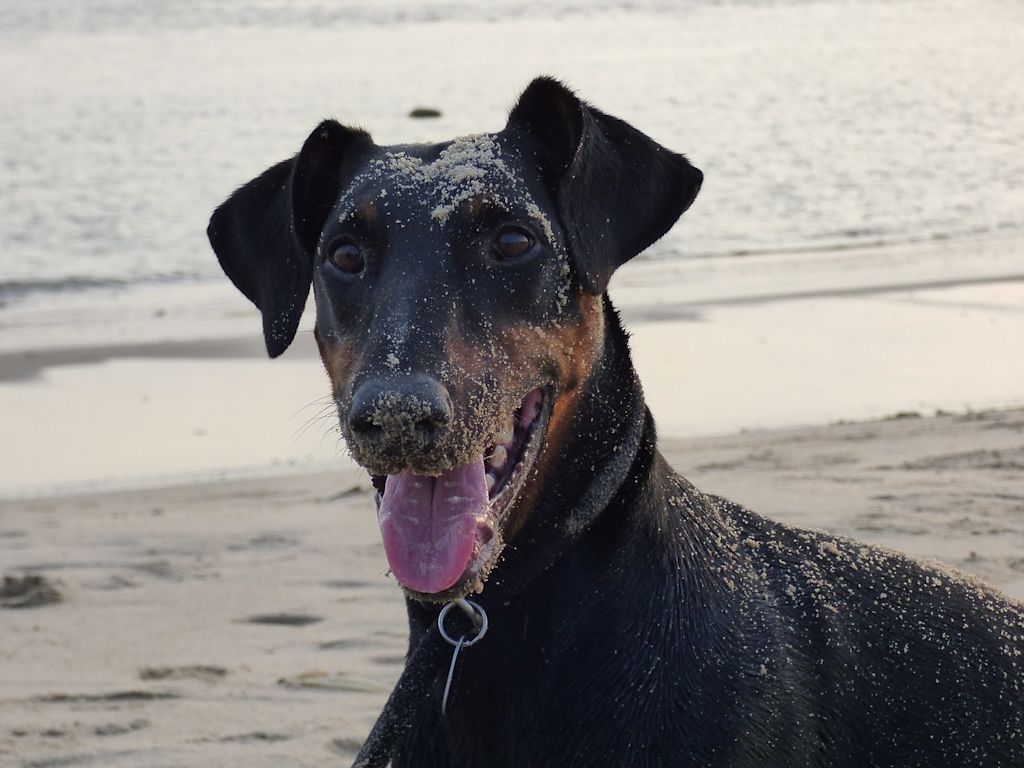 dobermann a la plage