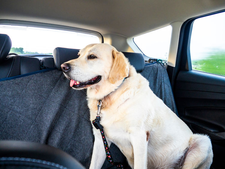 chien voiture chaleur