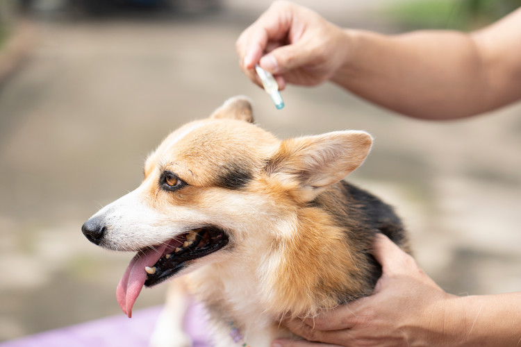 protéger son chien contre les tiques