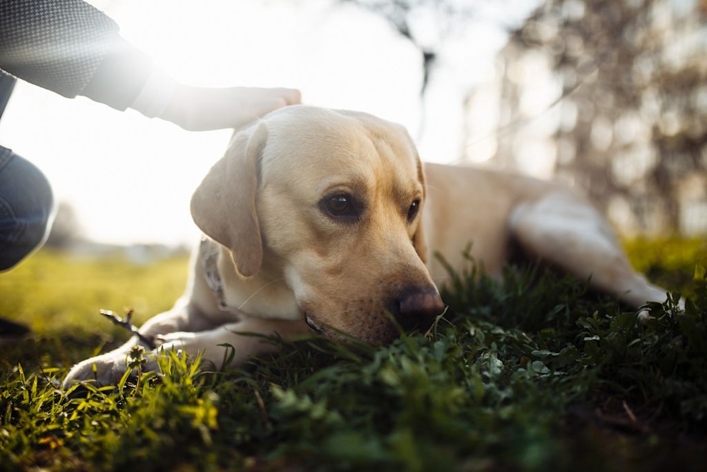 labrador herbe maladie de peau
