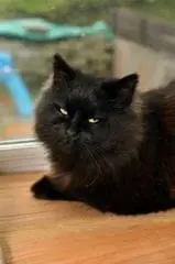 Morsures, griffures : un chat sème la terreur dans son quartier - Maladies et prévention - Chat