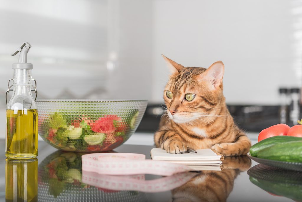 Quantité ration ménagère chat
