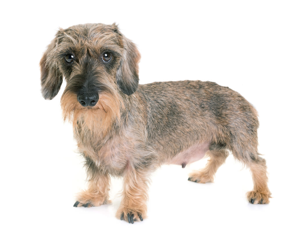 Bassotto a pelo duro