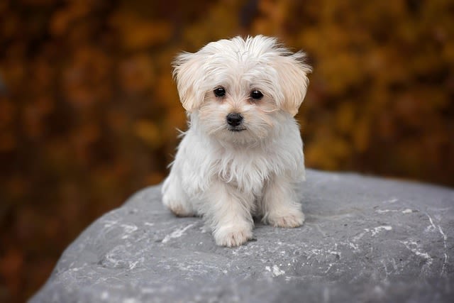 Chiot Bichon maltais