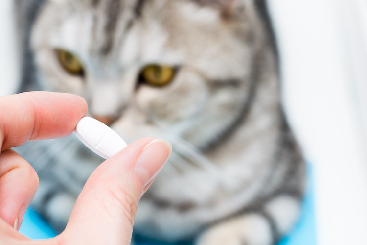 traitement oedème pulmonaire chez le chat