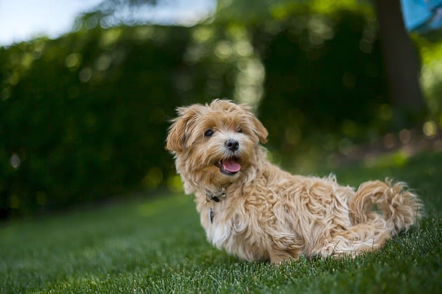 Maltipoo adulte