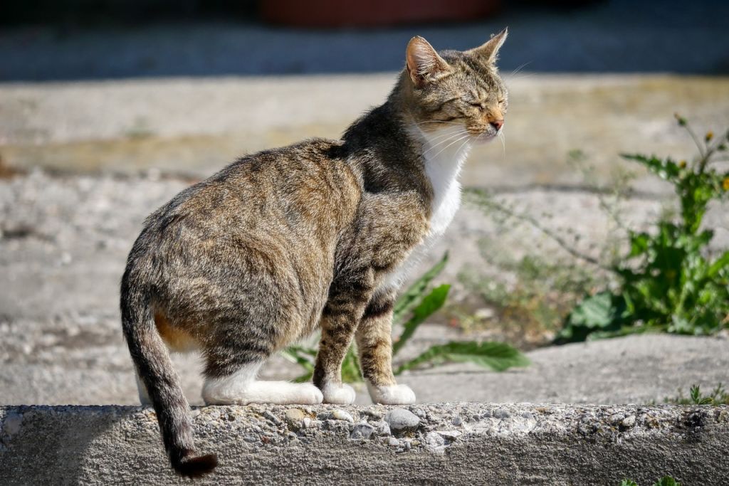 chat tigré et blanc dans la rue