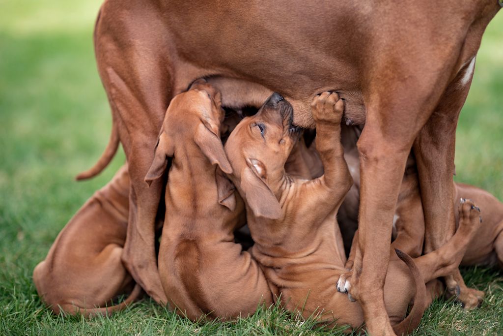 chienne allaite herpesvirose