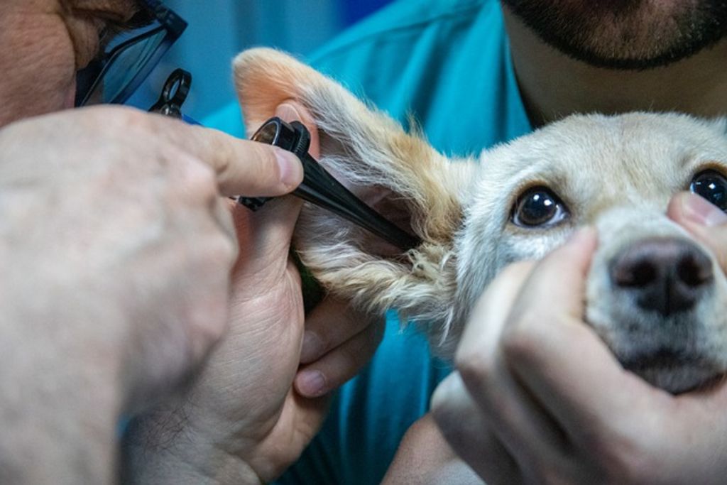 soins oreille chien