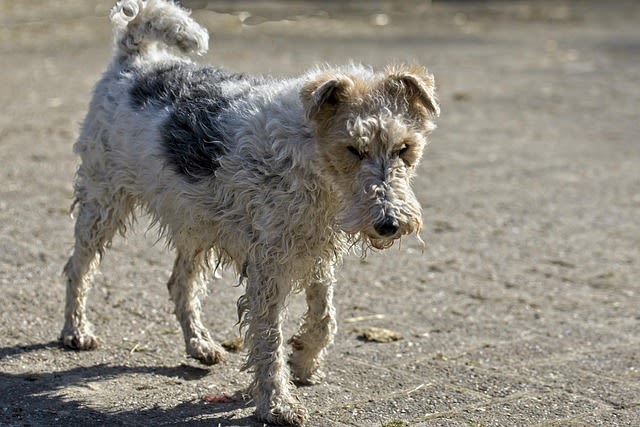 Fox terrier adulte