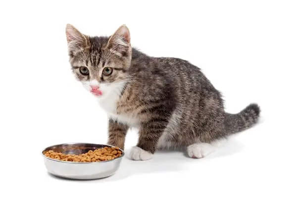 Nourriture du chat : Alimentation et bonne santé - Nos conseils et