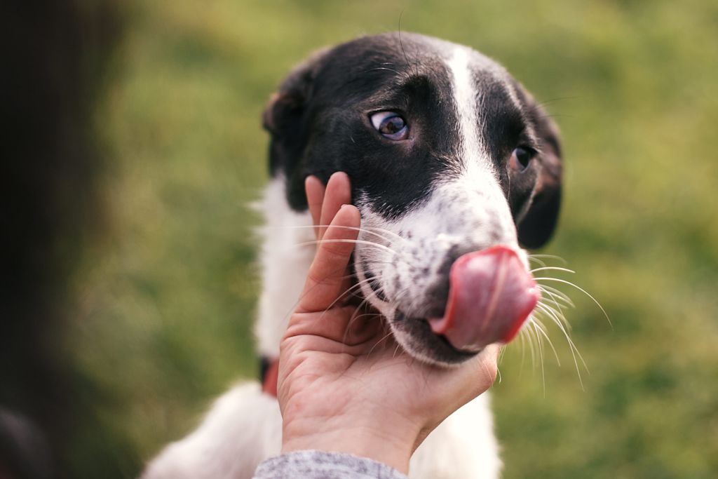 chien blanc noir langue