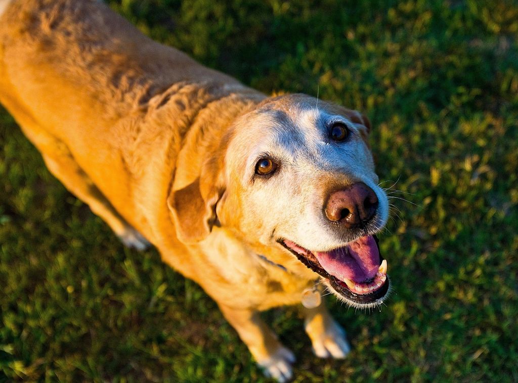 vieux chien labrador herbe