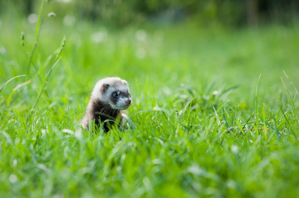 furet_peau_bleue