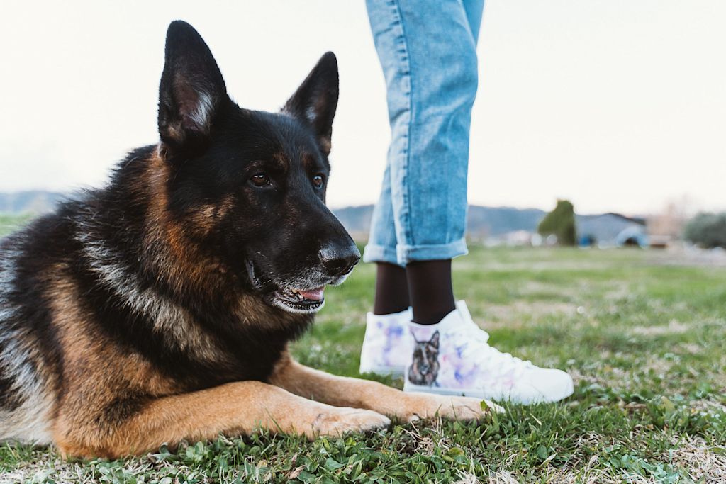 berger allemand herbe