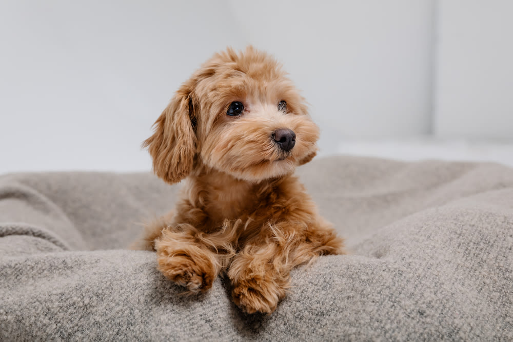 Windhundwelpen sind sehr verspielt