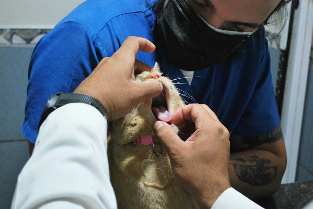 examen veterinaire