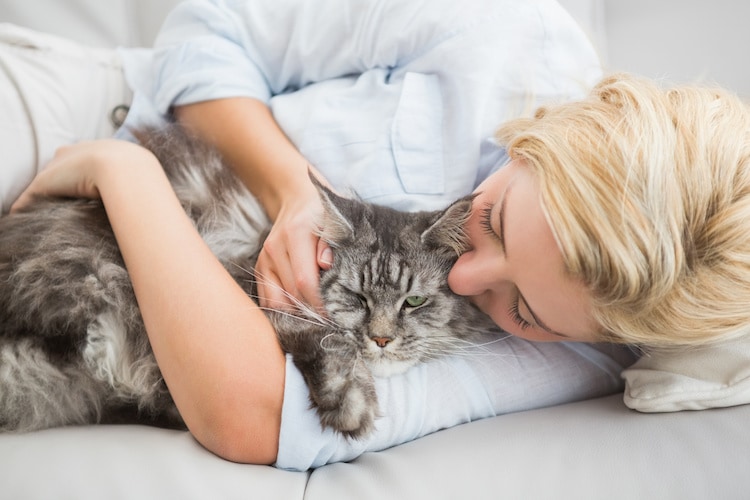 Mon chat dort sur moi : pourquoi ? qu'est-ce que ça signifie ? - Santévet