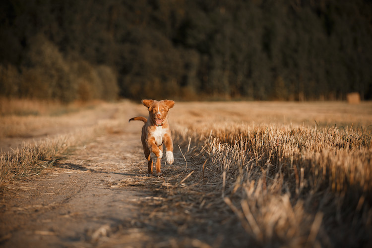 rappeler son chien