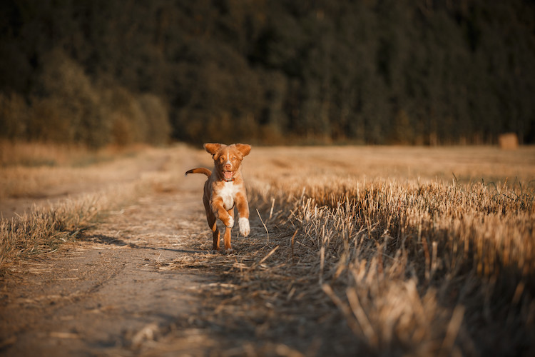 rappeler son chien