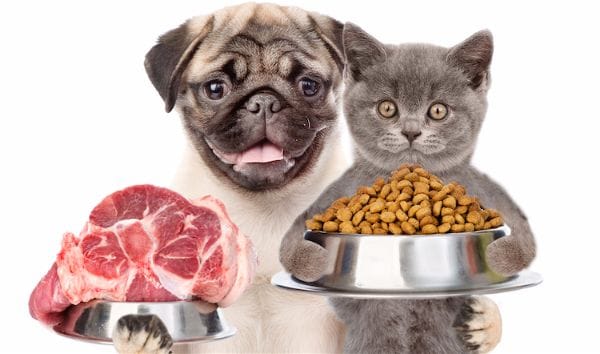 Les chats changent-ils de régime alimentaire selon les saisons ?