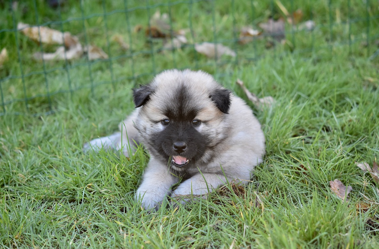 chiot dans l'herbe