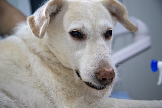 Chien malade
