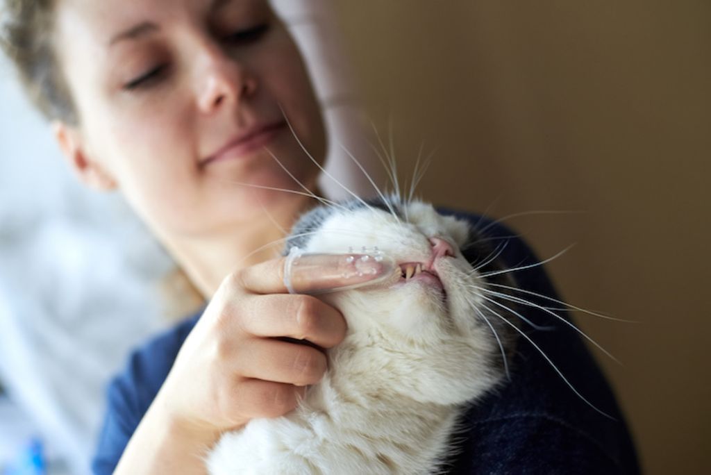 doigtier brossage dents chez le chat