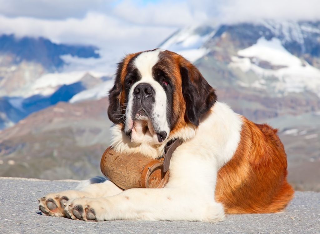 saint_bernard_et_son_tonnelet