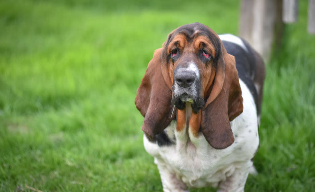 odeur basset hound