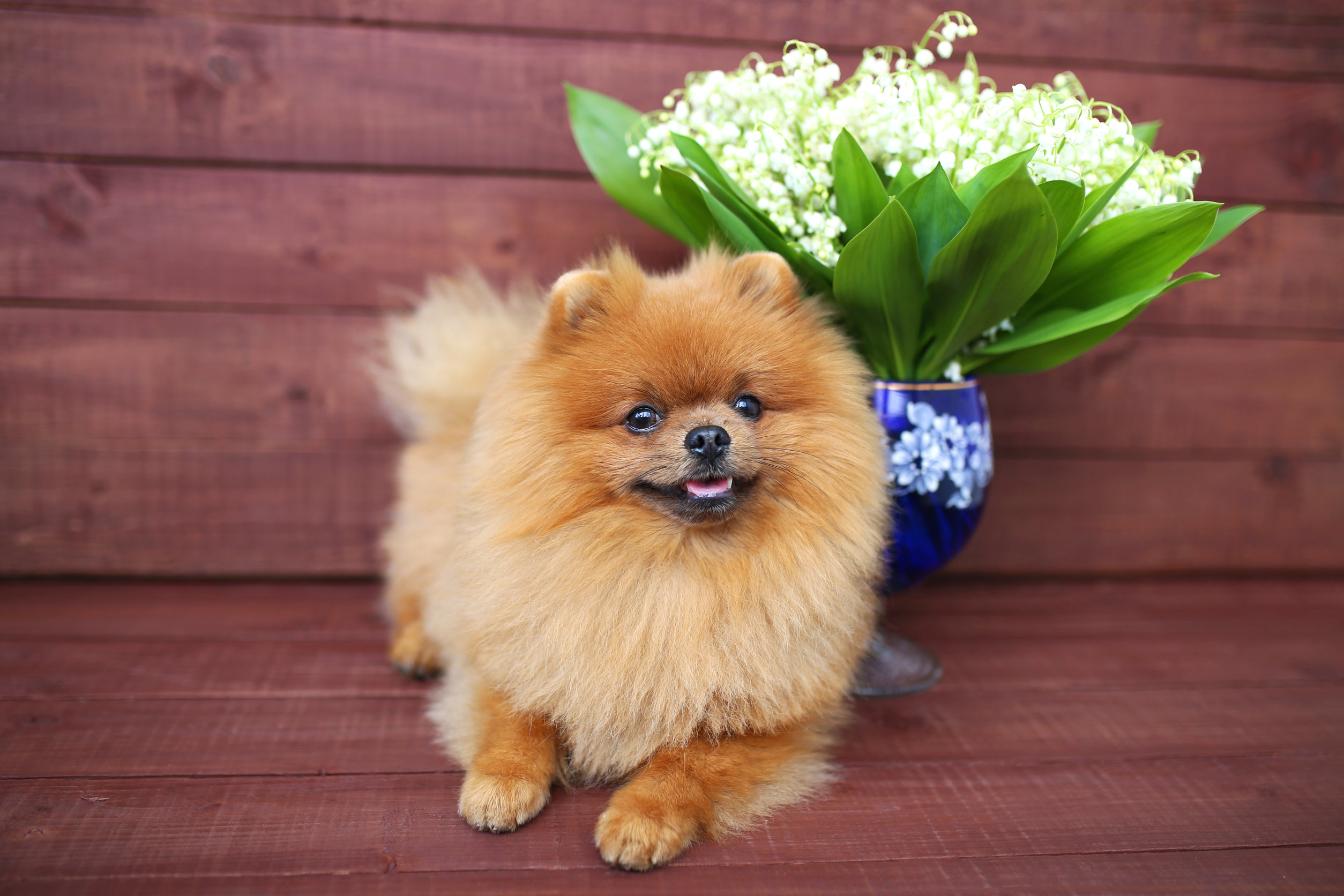 Le muguet est-il dangereux pour mon chien ou mon chat ? - Maladies et  prévention - Chien - Santévet