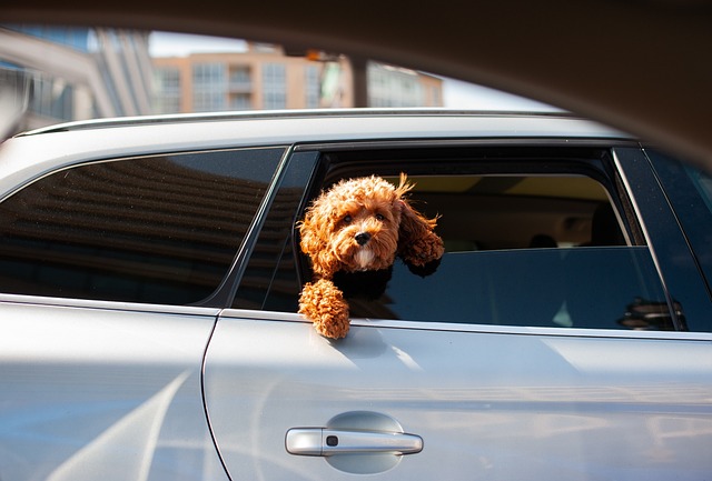 chien en voiture