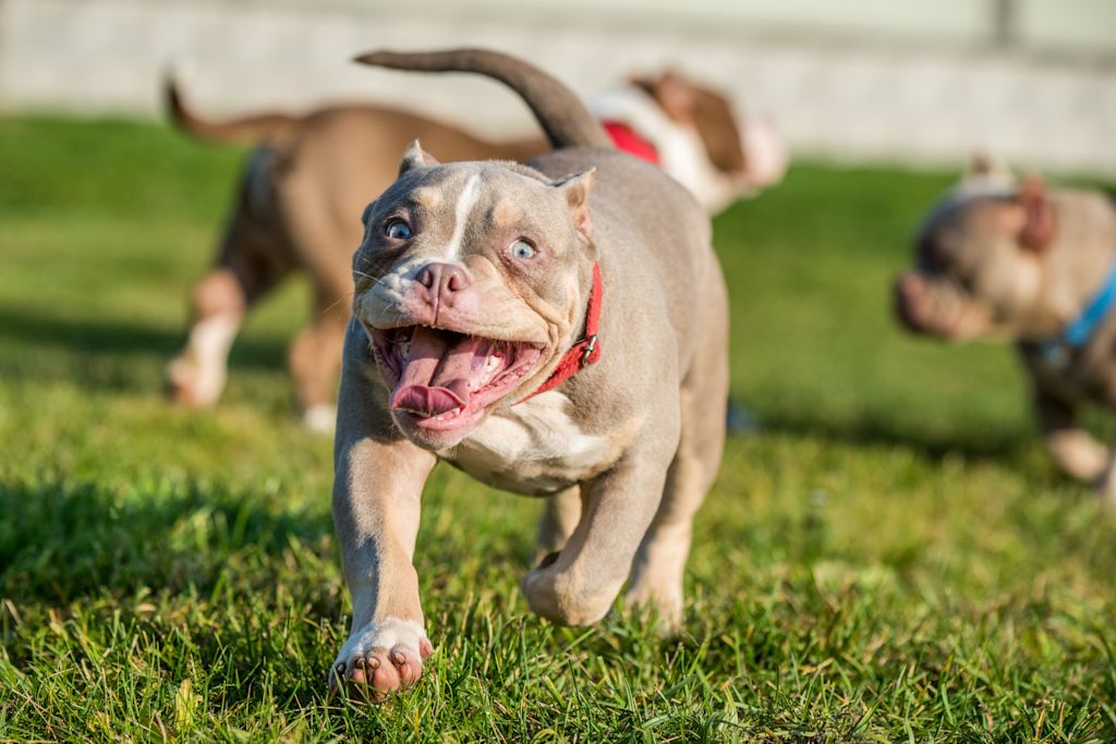 Chiot American Bully