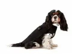 Armani habille les chiens en queue de pie ! - Actualité - Chien