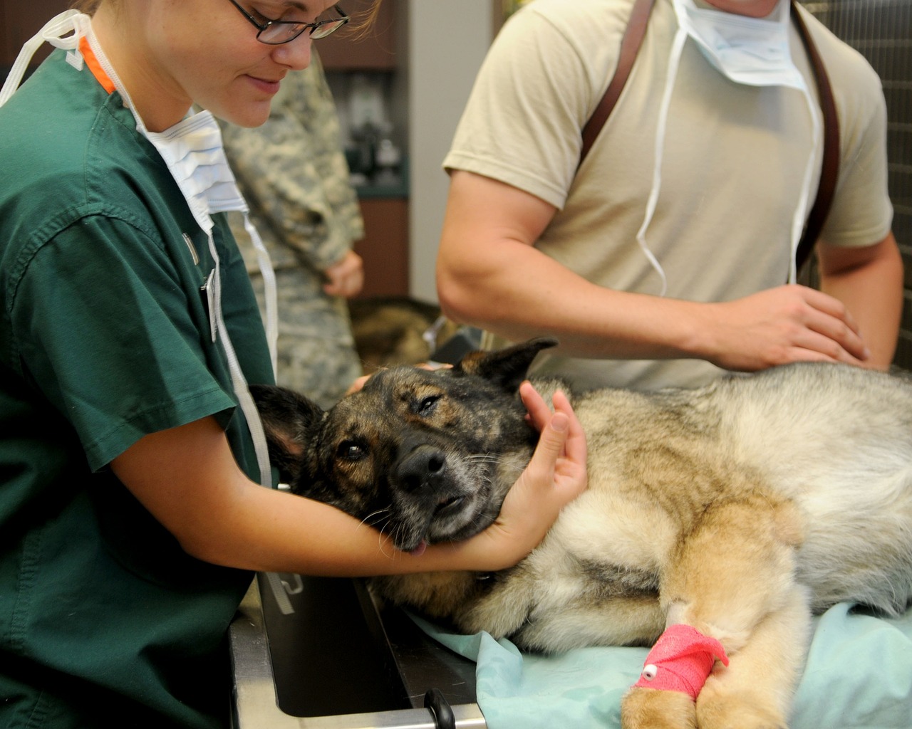 Chien blessé pris en charge par des vétérinaires.