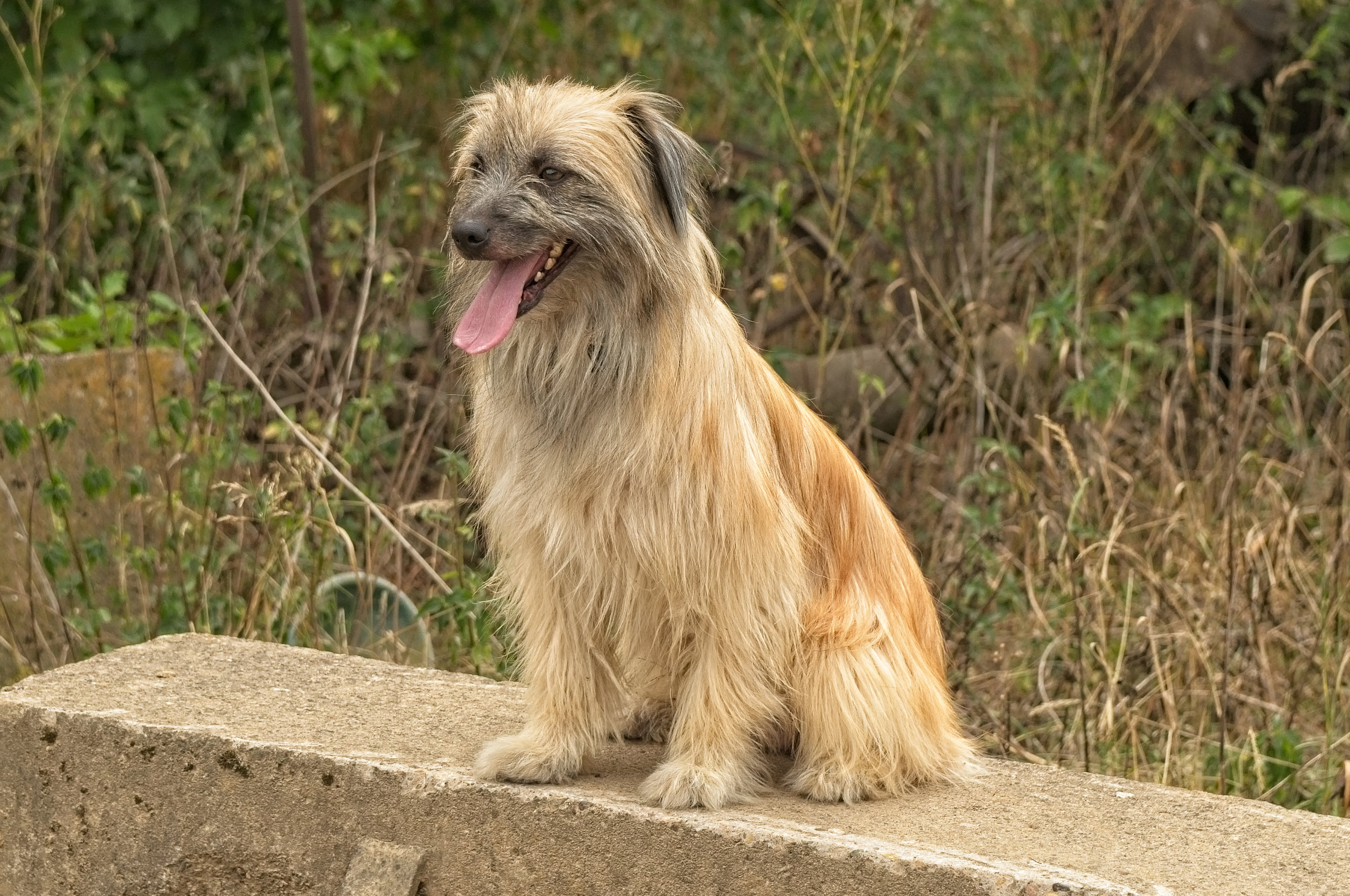 Berger des Pyrénées - Race de chien - Santévet