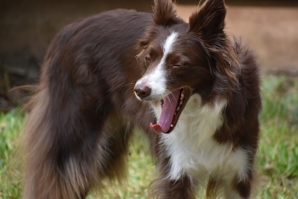 chien qui baille