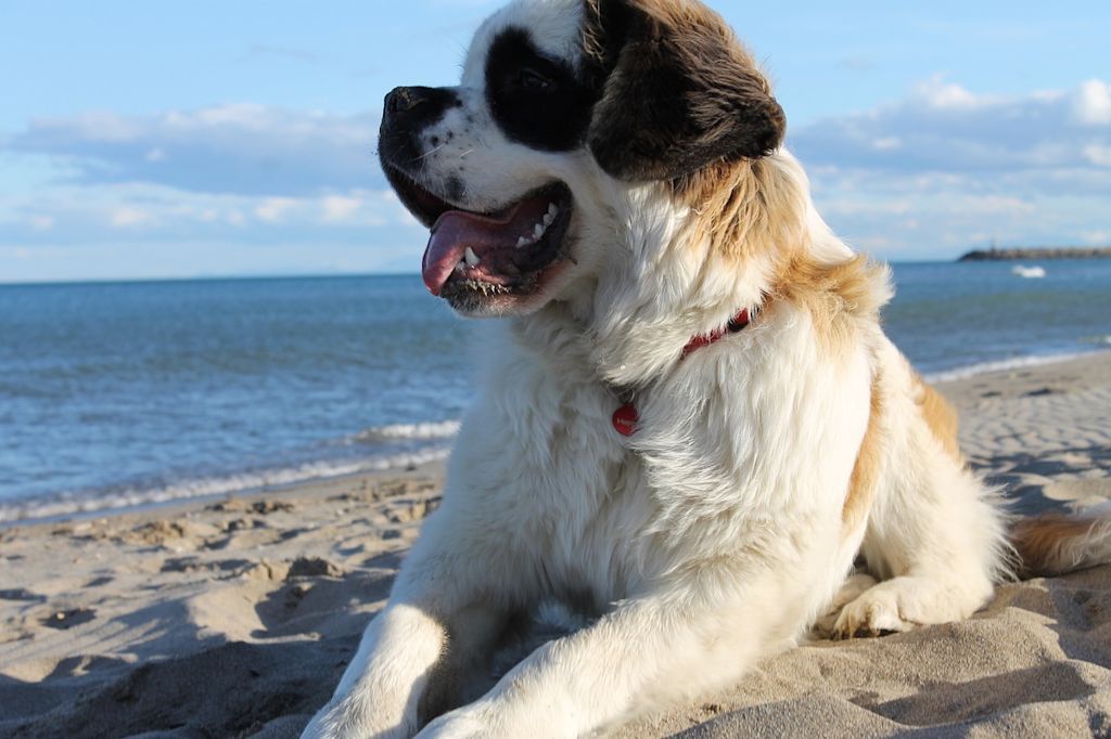 st bernard