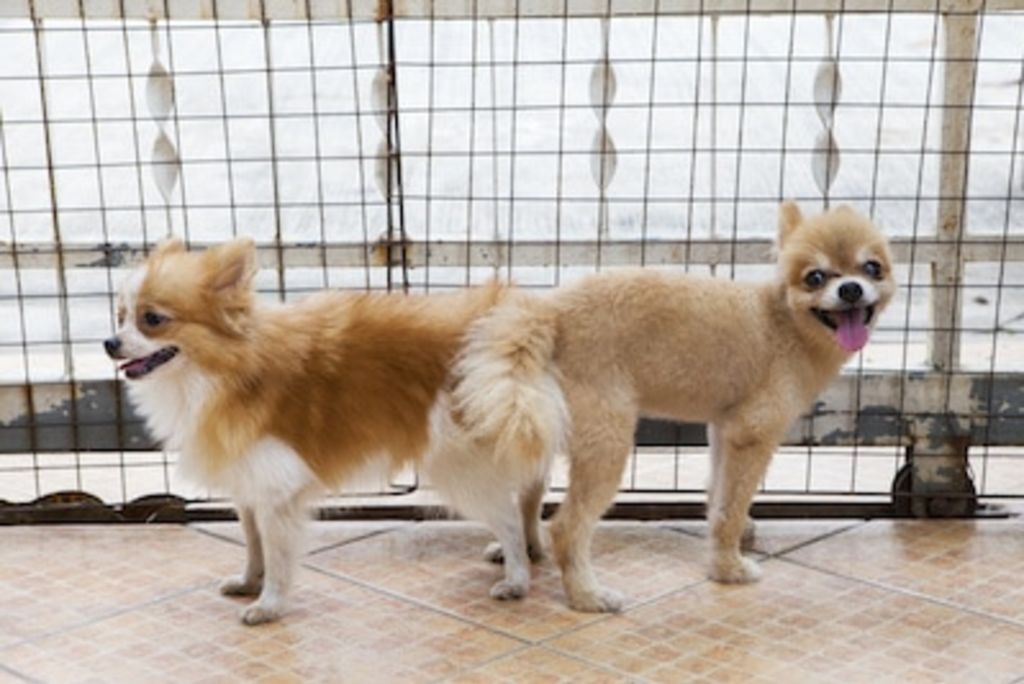 chiens qui restent collés saillie