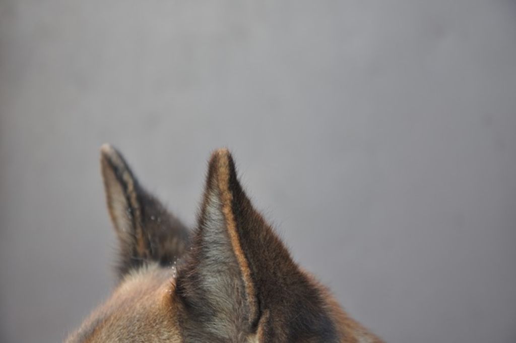 oreilles chien