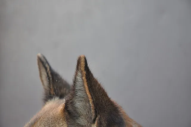 Acariens des oreilles chez les chiens - Remède et nettoyant spécial