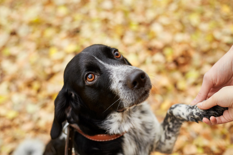 chien et piqure d'insecte