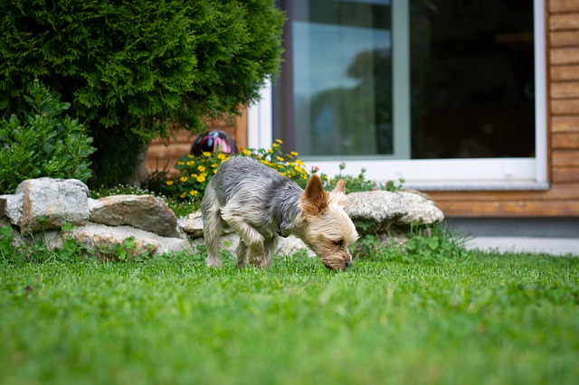 hund schnüffelt im garten