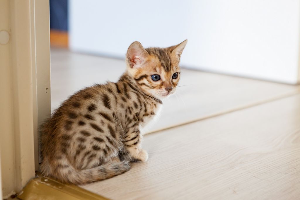 tritrichomonas chaton