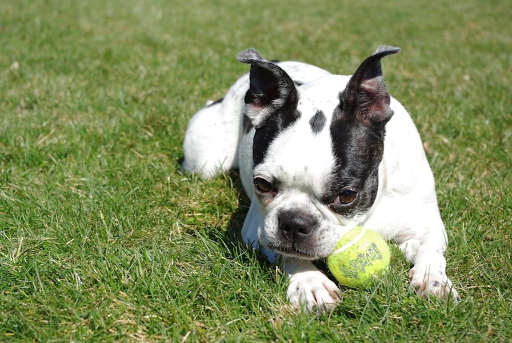 chien boston terrier gazon balle