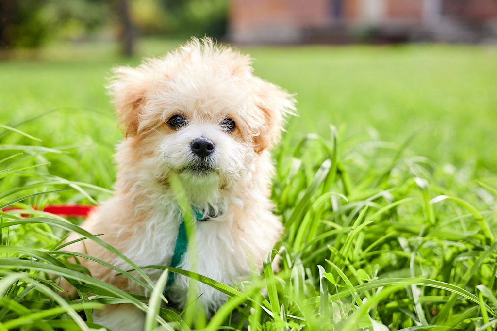 chiot Maltipoo