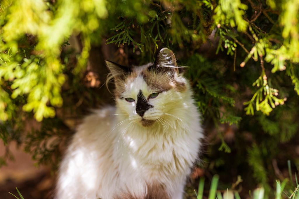 chat himalayen avec des taches