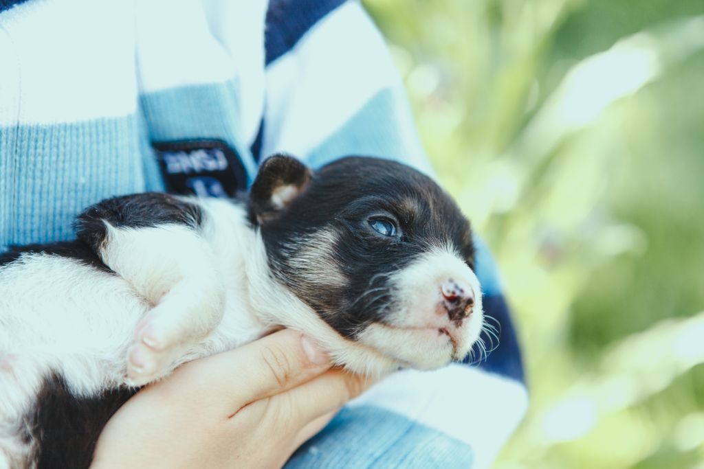 cucciolo in braccio